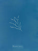 Sporochnus cabrer - Anna Atkins — artwork view