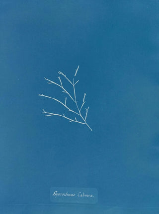 Sporochnus cabrer - Anna Atkins — artwork view