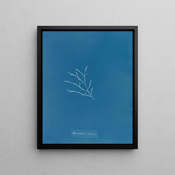 Sporochnus cabrer - Anna Atkins — framed artwork on a wall