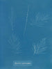 Sporochnus pedunculatus - Anna Atkins — artwork view