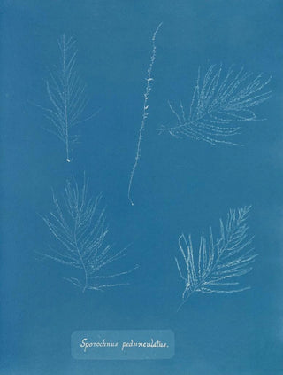 Sporochnus pedunculatus - Anna Atkins — artwork view