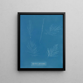 Sporochnus pedunculatus - Anna Atkins — framed artwork on a wall