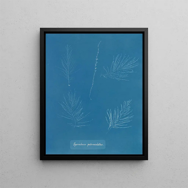 Sporochnus pedunculatus - Anna Atkins — framed artwork on a wall