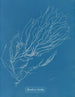 Rhizodes of Sporochnus - Anna Atkins — artwork view