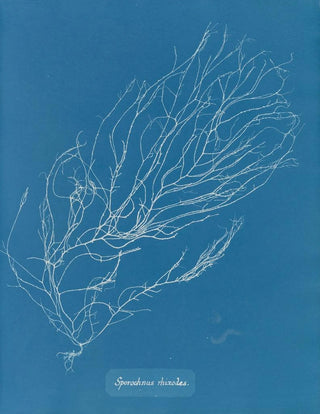 Rhizodes of Sporochnus - Anna Atkins — artwork view