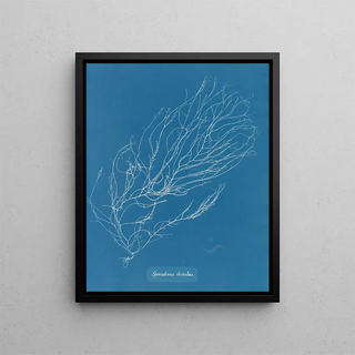 Rhizodes of Sporochnus - Anna Atkins — framed artwork on a wall