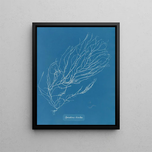 Rhizodes of Sporochnus - Anna Atkins — framed artwork on a wall