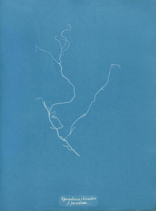 Sporochnus rhizodes - Anna Atkins — artwork view