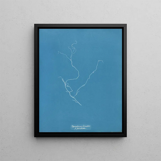 Sporochnus rhizodes - Anna Atkins — framed artwork on a wall