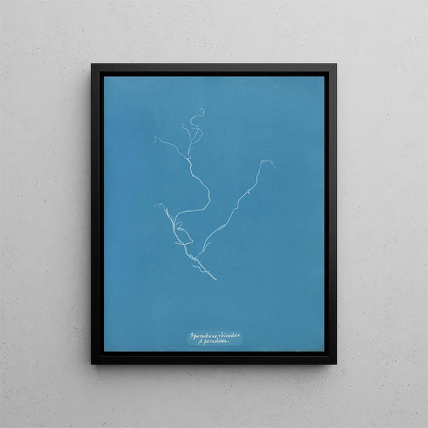 Sporochnus rhizodes - Anna Atkins — framed artwork on a wall