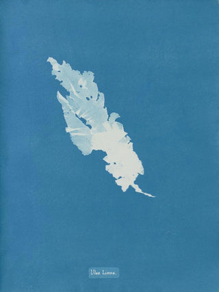Ulva linza - Anna Atkins — artwork view