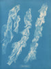 Ulva bullosa - Anna Atkins | Painting — artwork view