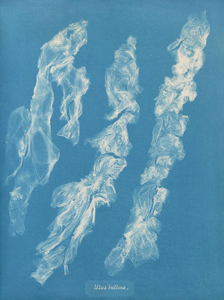 Ulva bullosa - Anna Atkins | Painting — artwork view