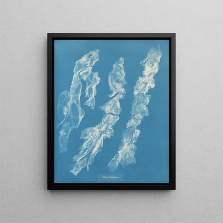 Ulva bullosa - Anna Atkins | Painting — framed artwork on a wall