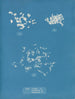 Ulva crispa A - Anna Atkins — artwork view