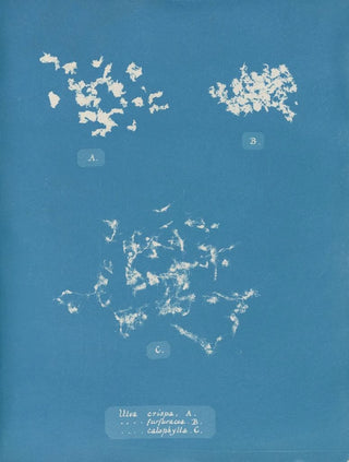 Ulva crispa A - Anna Atkins — artwork view