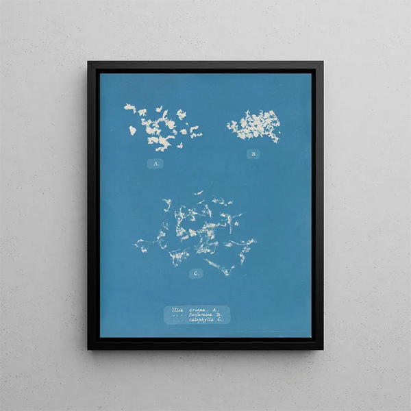 Ulva crispa A - Anna Atkins — framed artwork on a wall