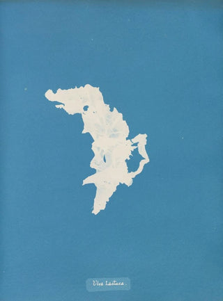 Lettuce - Anna Atkins — artwork view