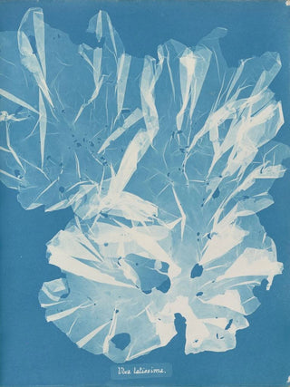 A very large tree - Anna Atkins — artwork view