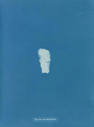Gazon de Vaucheria - Anna Atkins — artwork view