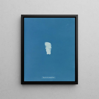 Gazon de Vaucheria - Anna Atkins — framed artwork on a wall
