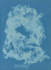 Vaucheria dichotoma - Anna Atkins — artwork view