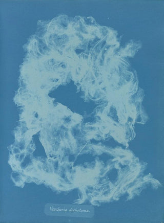 Vaucheria dichotoma - Anna Atkins — artwork view