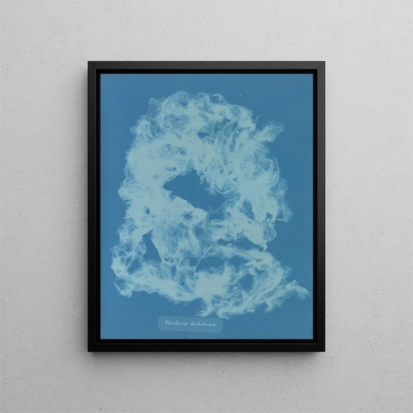 Vaucheria dichotoma - Anna Atkins — framed artwork on a wall