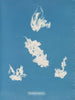 Port de plaisance de Vaucheria - Anna Atkins — artwork view