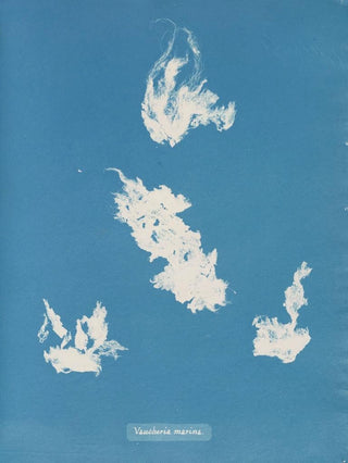 Port de plaisance de Vaucheria - Anna Atkins — artwork view