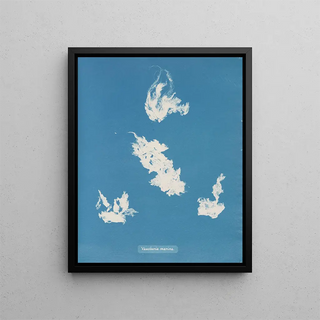 Port de plaisance de Vaucheria - Anna Atkins — framed artwork on a wall