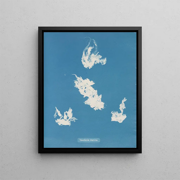 Port de plaisance de Vaucheria - Anna Atkins — framed artwork on a wall