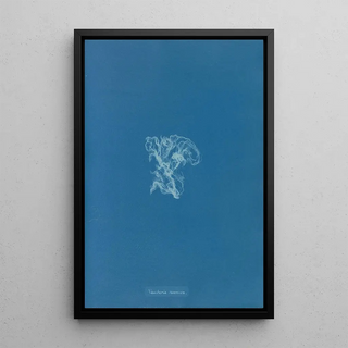 Reproduction of the painting Vaucheria racemosa - Anna Atkins