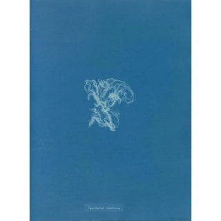 Reproduction of the painting Vaucheria racemosa - Anna Atkins