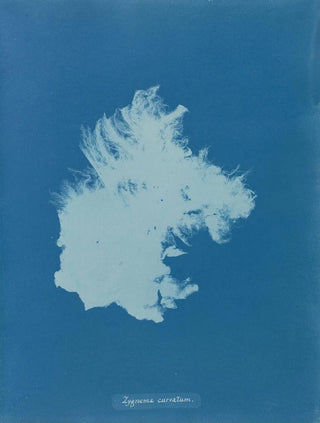 Zygnema courbé - Anna Atkins — artwork view