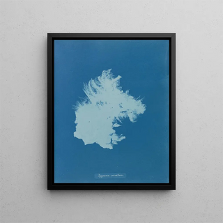 Zygnema courbé - Anna Atkins — framed artwork on a wall
