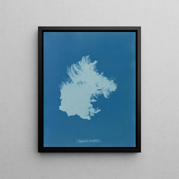 Zygnema courbé - Anna Atkins — framed artwork on a wall