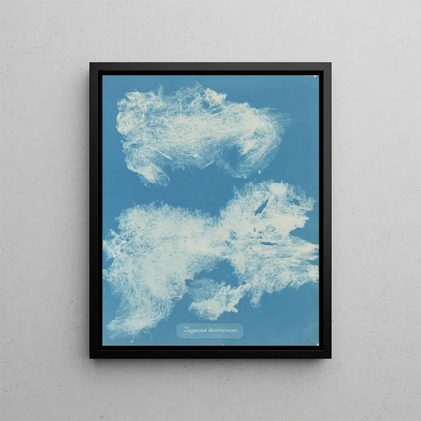 Dîmes de Zygnema - Anna Atkins — framed artwork on a wall