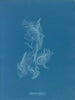 Zygnema brillant - Anna Atkins — artwork view