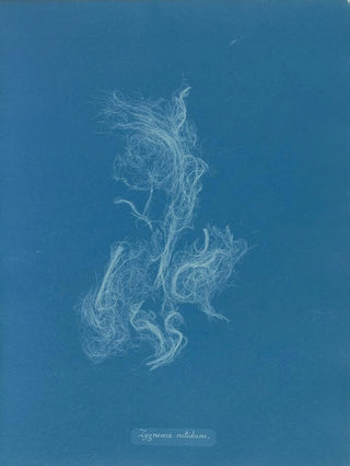 Zygnema brillant - Anna Atkins — artwork view