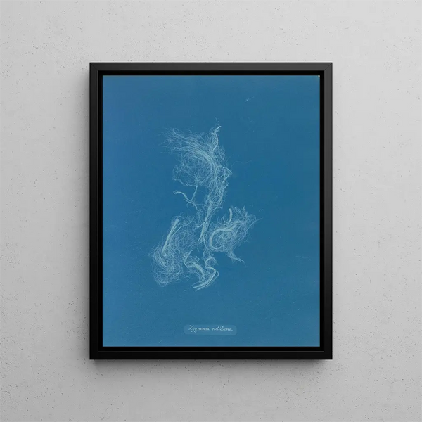 Zygnema brillant - Anna Atkins — framed artwork on a wall