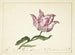 Tulip Painting - Anna Cornelia Møller — artwork view