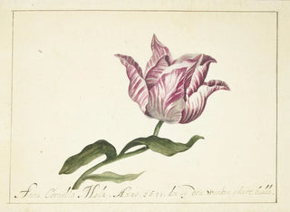 Tulip Painting - Anna Cornelia Møller — artwork view