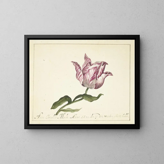 Tulip Painting - Anna Cornelia Møller — framed artwork on a wall