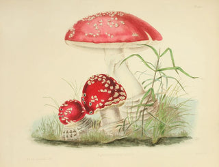 Illustrations de la mycologie britannique Pl01 - Anna Maria Hussey — artwork view