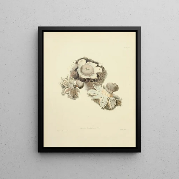 British Mycology Illustrations Painting Pl02 - Anna Maria Hussey — framed artwork on a wall
