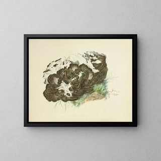 Illustrations of British Mycology Pl06 - Anna Maria Hussey — framed artwork on a wall
