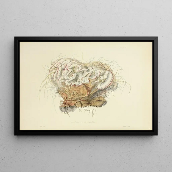 Illustrations of British Mycology Pl10 - Anna Maria Hussey — framed artwork on a wall