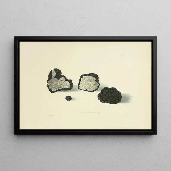 Illustrations of British Mycology Pl11 - Anna Maria Hussey — framed artwork on a wall