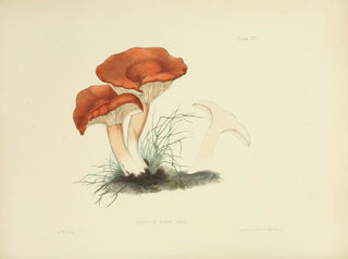 Illustrations of British Mycology Pl15 - Anna Maria Hussey — artwork view